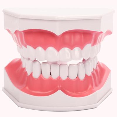 Children's Oral Care Tooth Model for Brushing Education – Removable Lower Teeth, 2x Size for Kindergarten Teaching