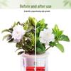 Gardenia Nutrient Spray - Green Plant Liquid Fertilizer for Indoor Hydroponics