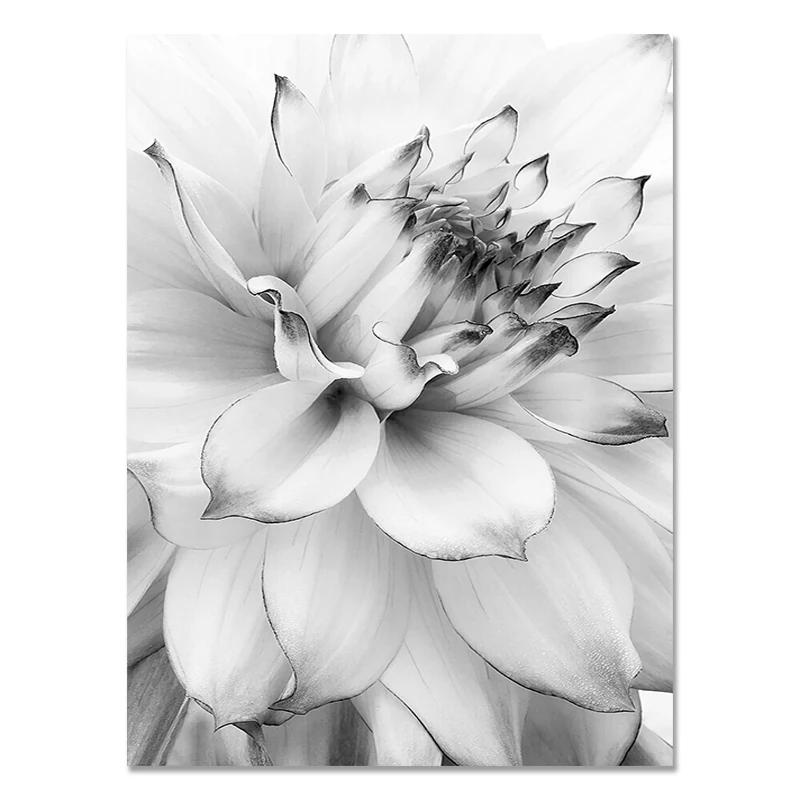 Black and White Flower Posters Print Fresh Canvas PaintingWall Art Feather Dandelion Pictures  Living Room Decoration Wall Decor