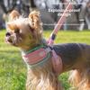 Teddy Dog Universal Leash, Anti-escape, No Neck Constriction, Lightweight Chest and Back Strap, Net Port Pet