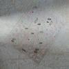 Silver Pink Cherry Blossom Nail & Phone Case Self-Adhesive Stickers