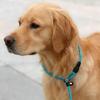 All In One Nylon P Chain Dog Training Collar Leash No Pull Anti Shock Quick Release Buckle Explosion Proof Walking Lead For Small Medium Large Pet