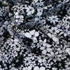 Italian Black & White Floral High-Count Cotton Poplin Fabric for Designer Dress Shirts