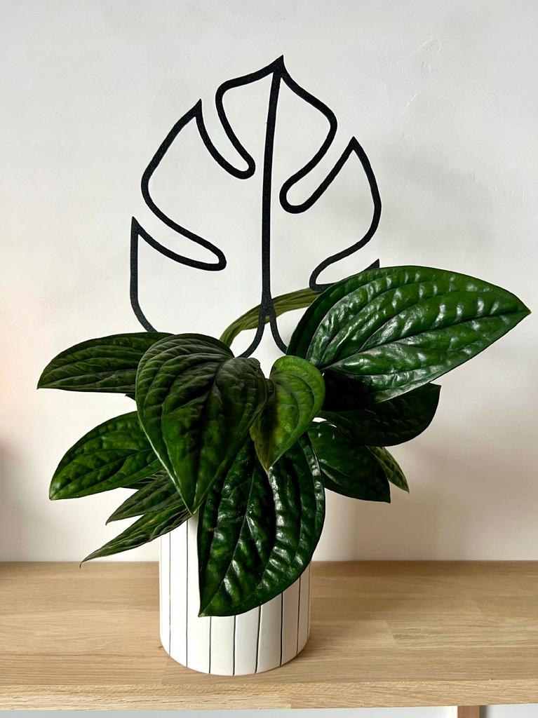 Podpora do roślin pnączy podpórka kwiatów pnących drabinka monstera m 32 cm