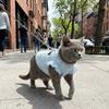 Airy Fabric Pet Cooling Vest Fly Sleeve Summer Dog Clothes Cute Dog Sunscreen Shirt  Sun Protection