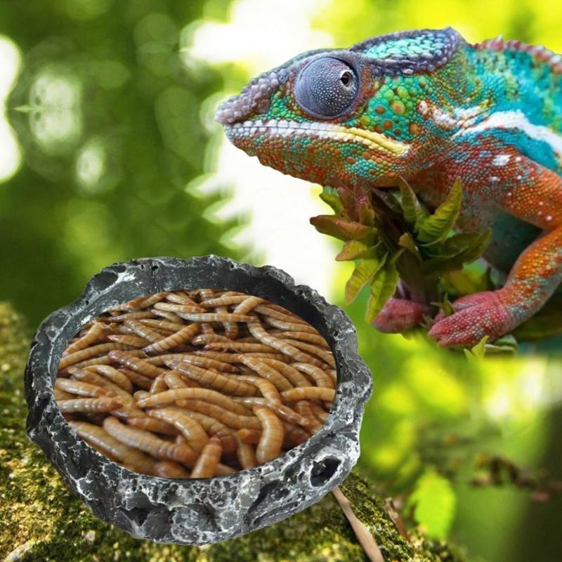 Bowls Small Resin Water Feeder Bowl Worm Feeding Dish for Lizard