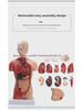 High-End 28CM Human Heart and Anatomy Model with 26CM Trunk