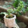 Durability Light weight Resins Buddhas Statue Flower Pot Ideal For Home Office Balcony Plant Decorations