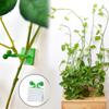 10 /30 /50PCS No Drill Self Adhesive Fixing Clip for Plant Vines Data Cables Holder for Home Office Wire Organization Management
