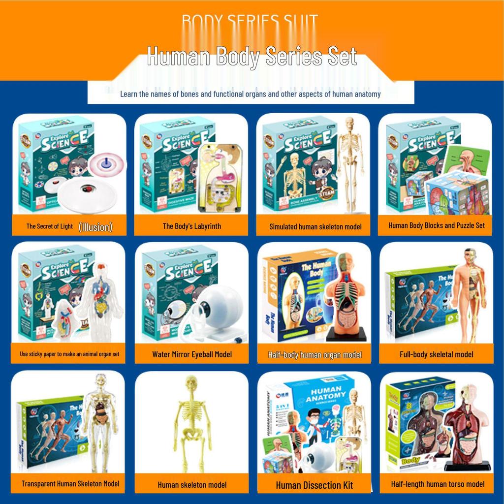 Children's STEM Educational Human Skeleton & Organs Model Teaching Aid