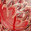 Europäisches & Amerikanisches Rotes Netz Besticktes Sexy Dessous-Set mit Durchsichtigem Blütenblatt-Höschen