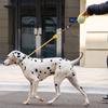 3m Dog Walking Leash Retractable Anti-Escape Mechanism Retractable Dog Leash Durable Adjustable Dogs Auto Retractable Belt
