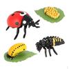 Life Cycle Classroom Accessories Aids