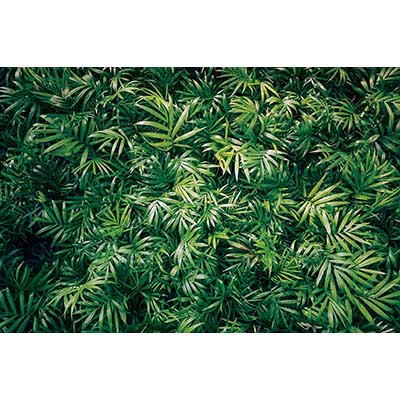 MOON.QG Tropical Leaves Backdrops Spring Garden Backgrounds Green Grass Photo Wall Customized Name Birthday Wedding Photocall