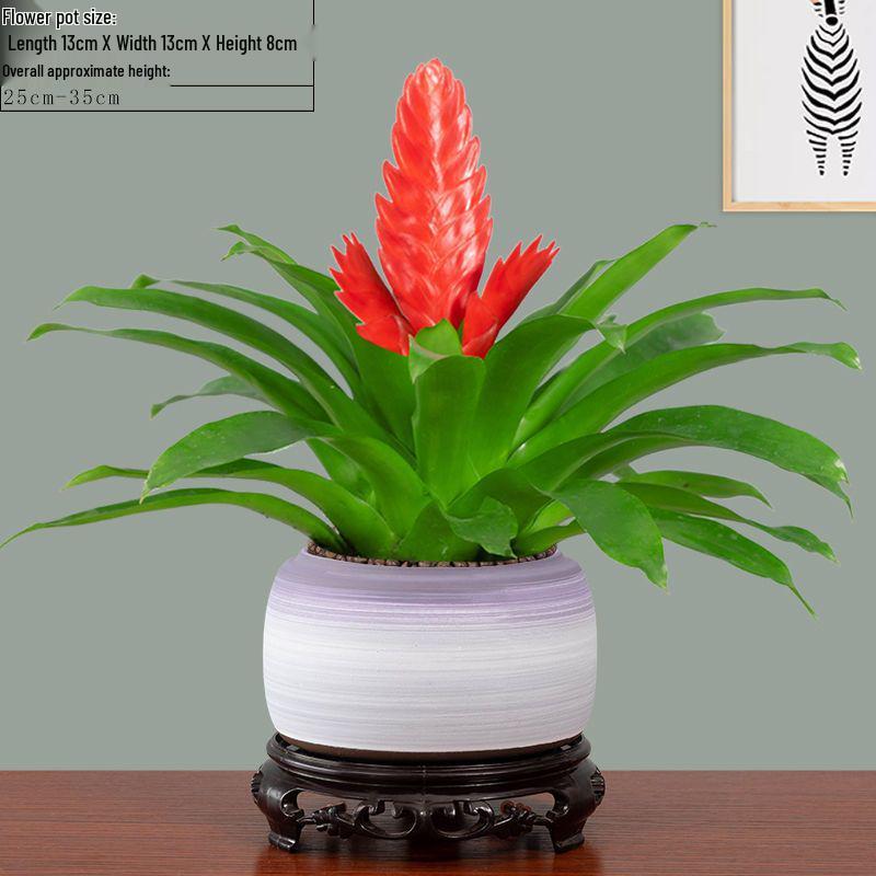 Jade Fan: Indoor Easy-Care Green Plant for Wealth & Blooms