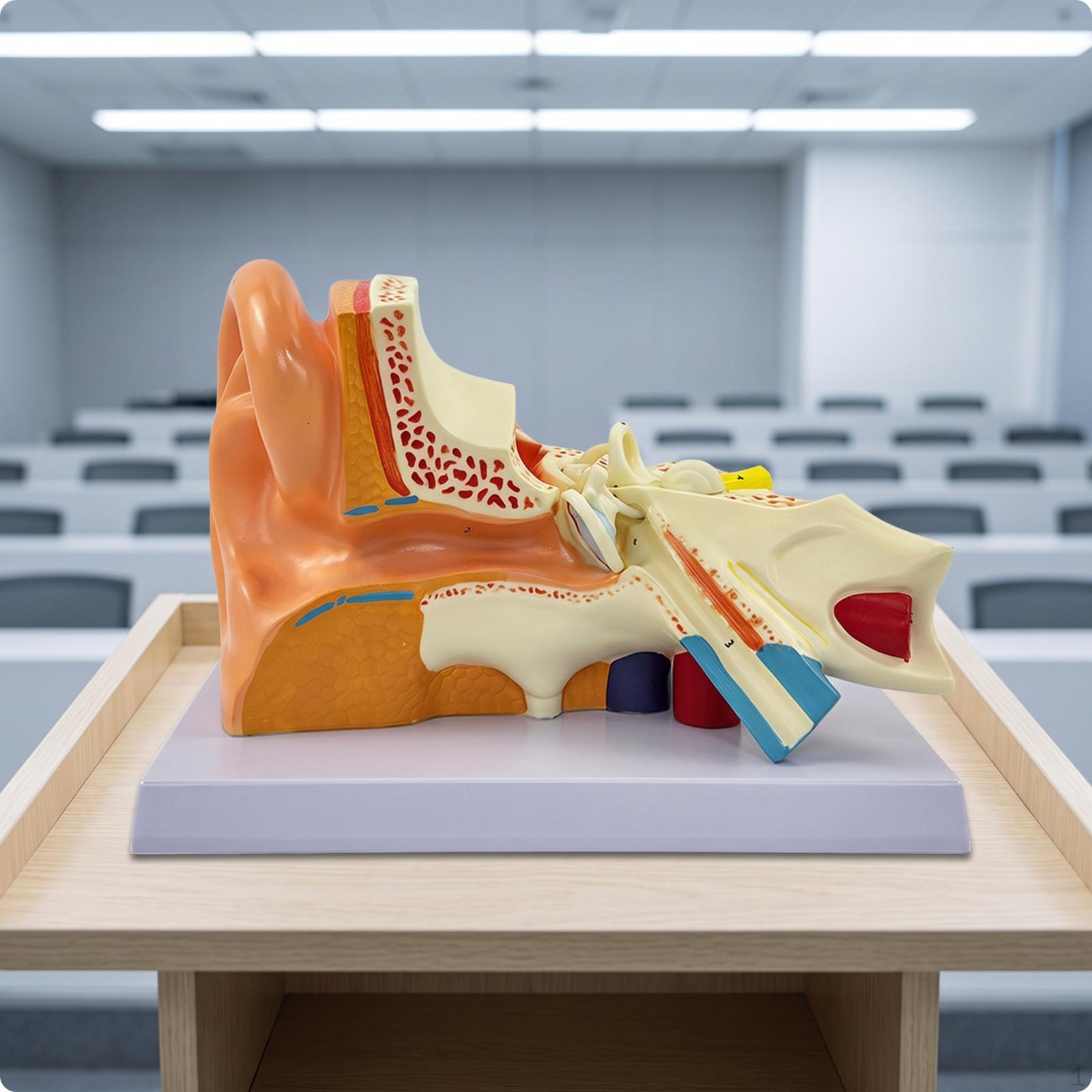 Ear Structure Model Detailed Human PVC