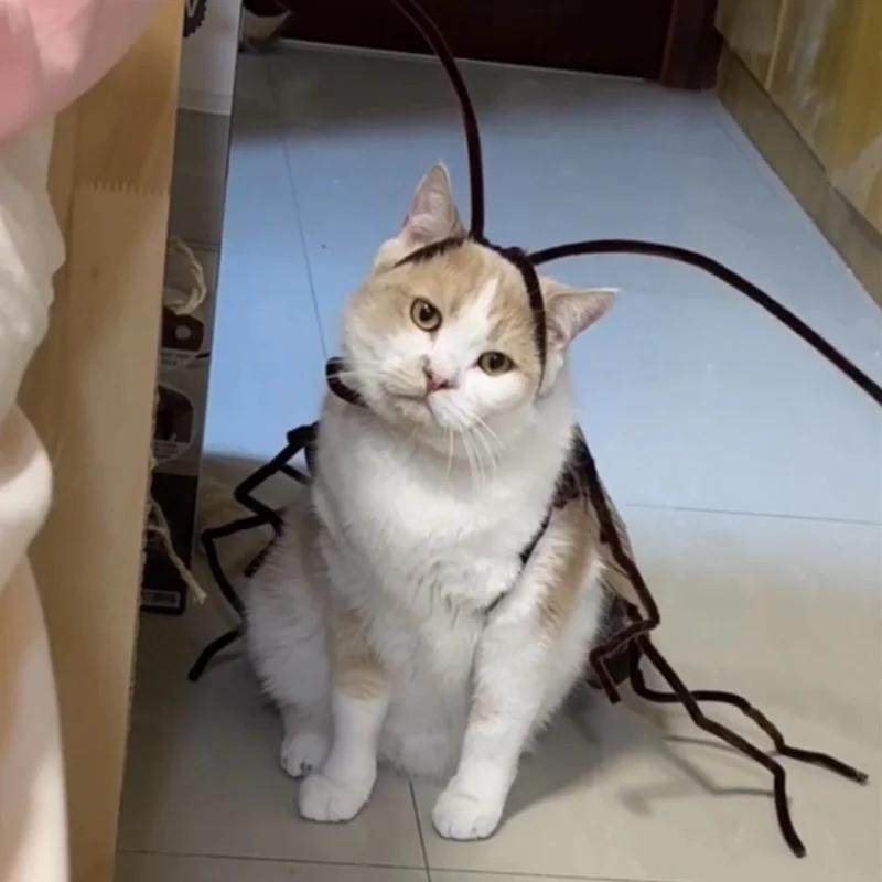 Lustige Kakerlakenkleidung für Katzen-Cosplay Verkleidung DIY-Materialpaket | Kakerlakenkostüm für Kätzchen | Atmungsaktive Haustierbedarf