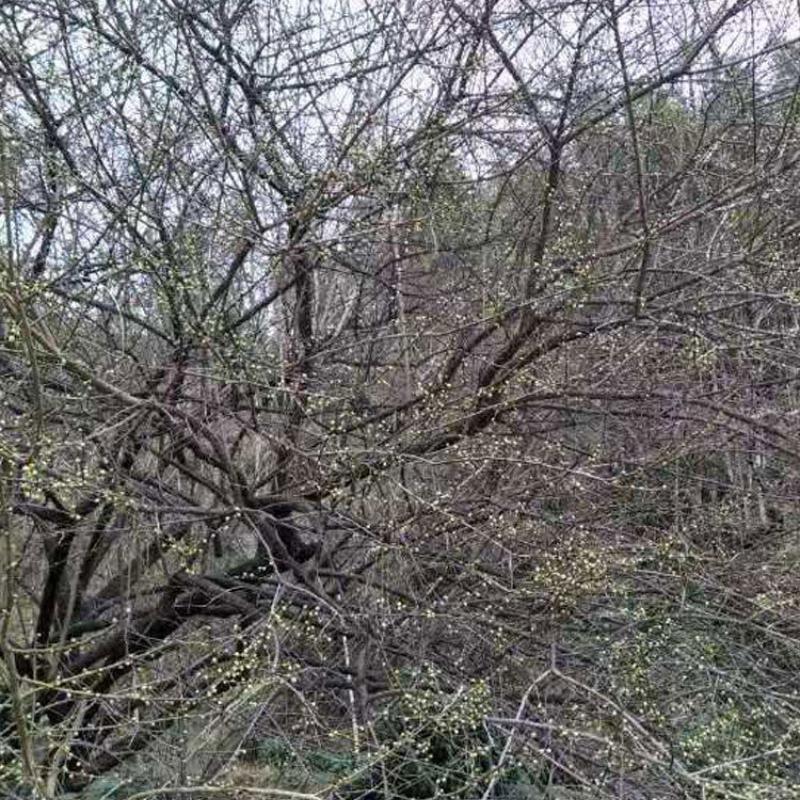 Bulk Dried Flower Tea of Chinese Herbs: Green Calyx Plum Blossom & White Plum Blossom