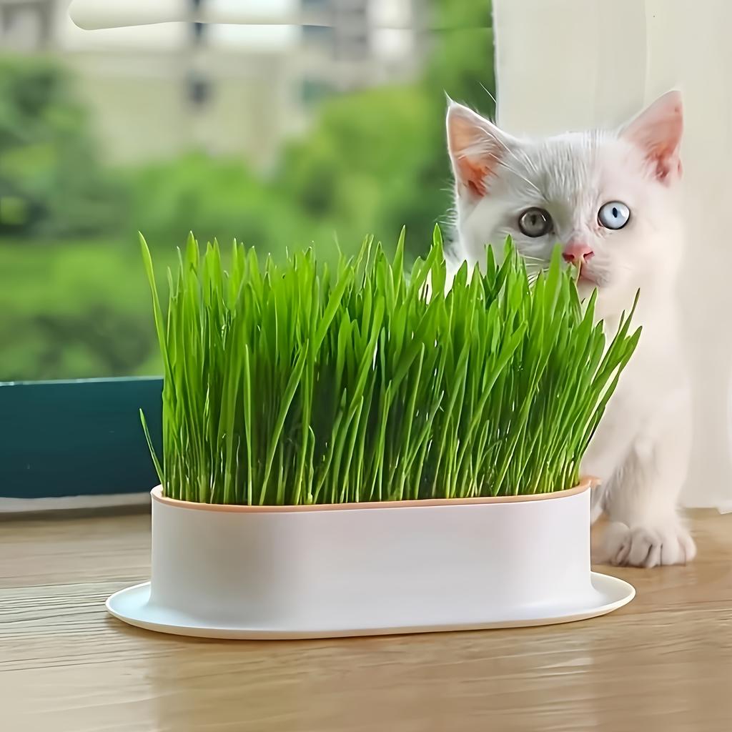 1 Pack Katzengras Anzuchtbox, Hydroponische Pflanzkästen, Robuste Kunststoff Anzuchtschalen mit Einfachem Wasseraustausch-Design für Katzen
