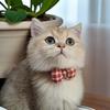 Pet Cat Collar Handwoven Crocheted Finished Dog Scarf Cute Plaid Bow Neck Jewelry Pet Christmas Gift