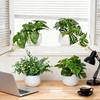 Top Quality Simulated Green Potted Plants, Suitable for Daily Home Decoration. They Can Be Placed on Windowsills and Desktops