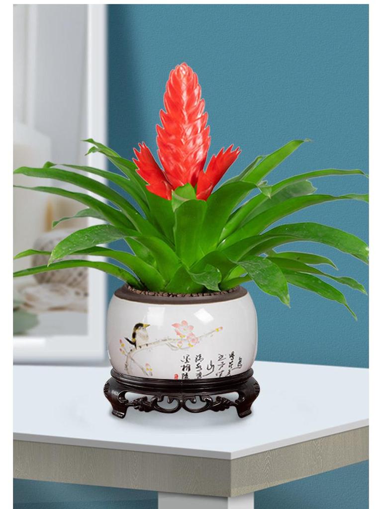 Jade Fan: Indoor Easy-Care Green Plant for Wealth & Blooms