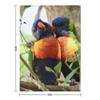 Bird Kiss Rainbow Lorikeets Throw Blanket Blankets For Bed Thermals For Travel Furrys blankets ands Blankets