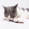 Hot Pure Natural Catnip Pet Cat Toy Suit Safety Molar Toothpaste Branch Cleaning Teeth Silvervine Cat Snacks Sticks Pet Supplies