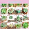 Compact Realistic-looking Fake Succulent For Indoor And Outdoor Decoration