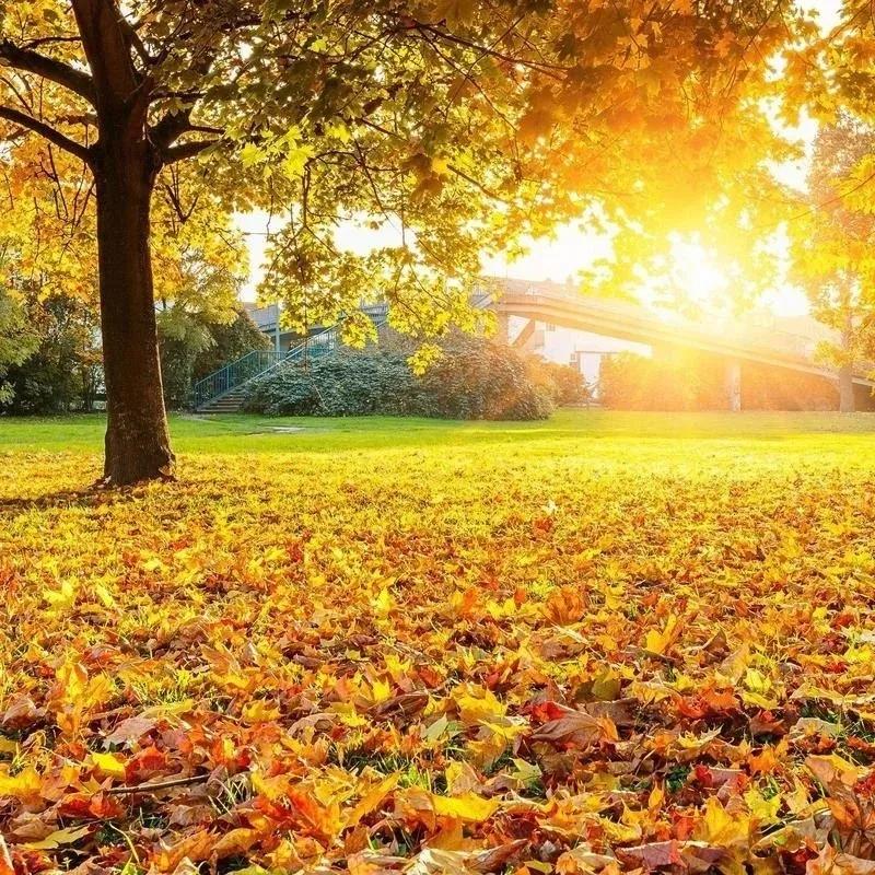 

100/200pcs New Artificial Maple Leaves for Thanksgiving Day Decor Autumn Leaves for Wedding Table Decorations Crafts Halloween 100PCS