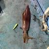 VANGUARD JAPAN iZumo Death Fall Green 2.5 #OGH (Orange Head)