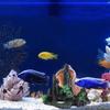 Decorative Resins Rock  Fish Tanks Landscaping Decoration Aquariums Accessory for Natural Underwater Environmen