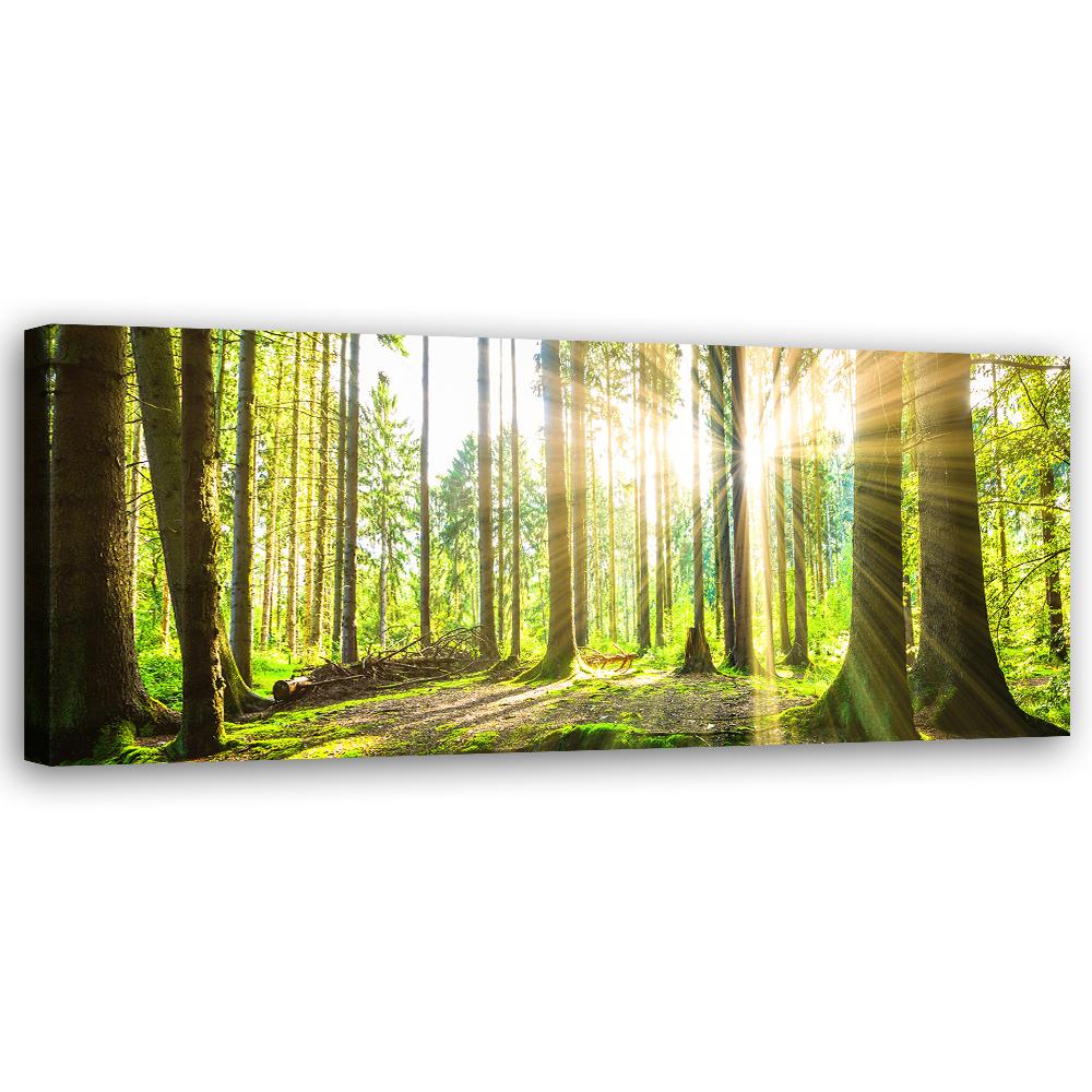 Canvas Print, Sun Rays In the Forest