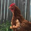 Pet Decoration Chicken Arms Funny Decoration Funny Decorative Toys for Poultry