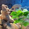 Plant Realistic Leaves Terrariums Hanging Plant Decorations Flexible Reptiles for Reptiles and Amphibians