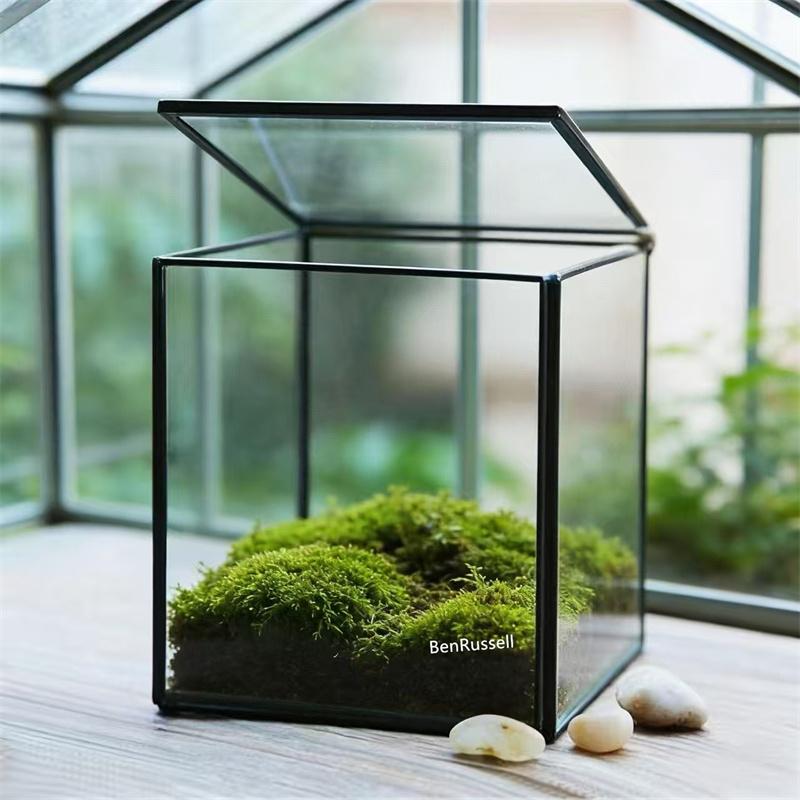 The Cube Shape Moss Glass Terrarium Succulents Desktop Greenhouse Modern Geometric Container Planter for Home Office