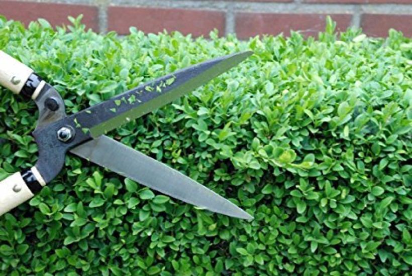 Okatsune Hedge Shears Type 55