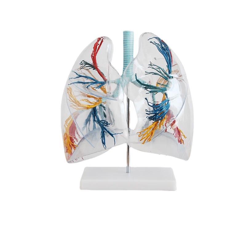 Transparent Human Lung Segment Anatomy Model