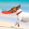 10Pcs Foldable Flying Discs Folding Kids Playthings Household Kids Disc Toys (Random Color)