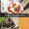 Japanese Jerusalem Artichoke Mulberry Tea (2g X 100 Bags) Diet Inulin Dietary Fiber Moranolin Mulberry Mulberry Leaf Tea Jerusalem Artichoke Tea