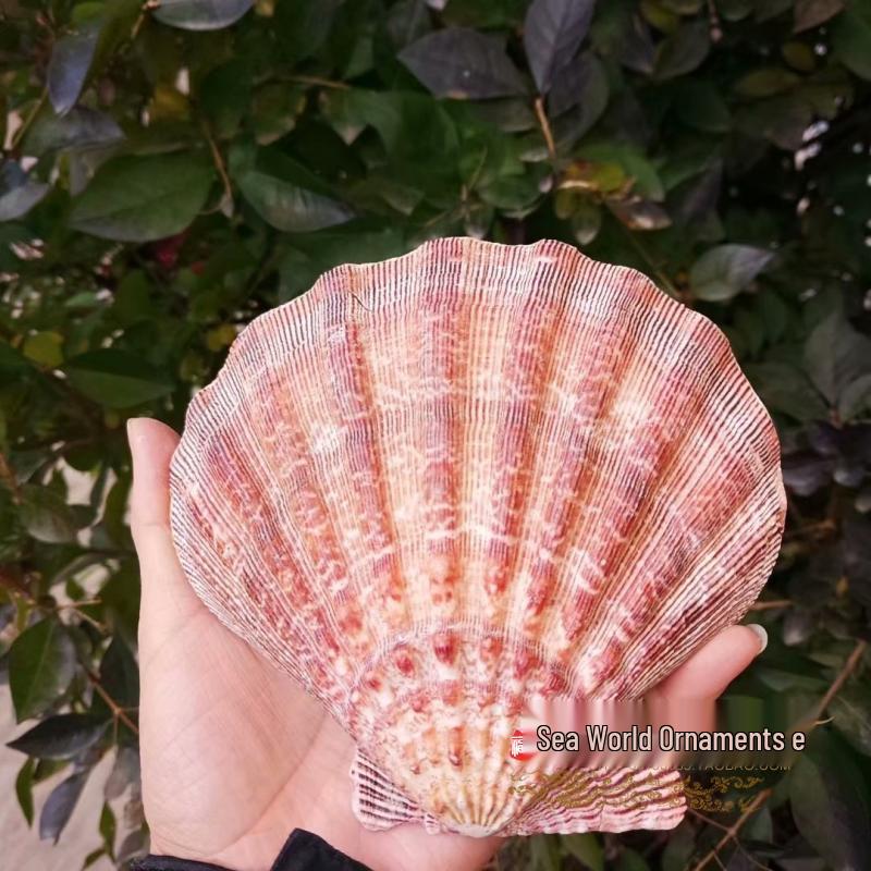 Natural Seashells and Freshwater Pearls for Home Decor, Aquariums, and Creative Crafting