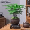 Asparagus Fern Indoor Bonsai: Easy-Care Evergreen for Home or Office Decor.