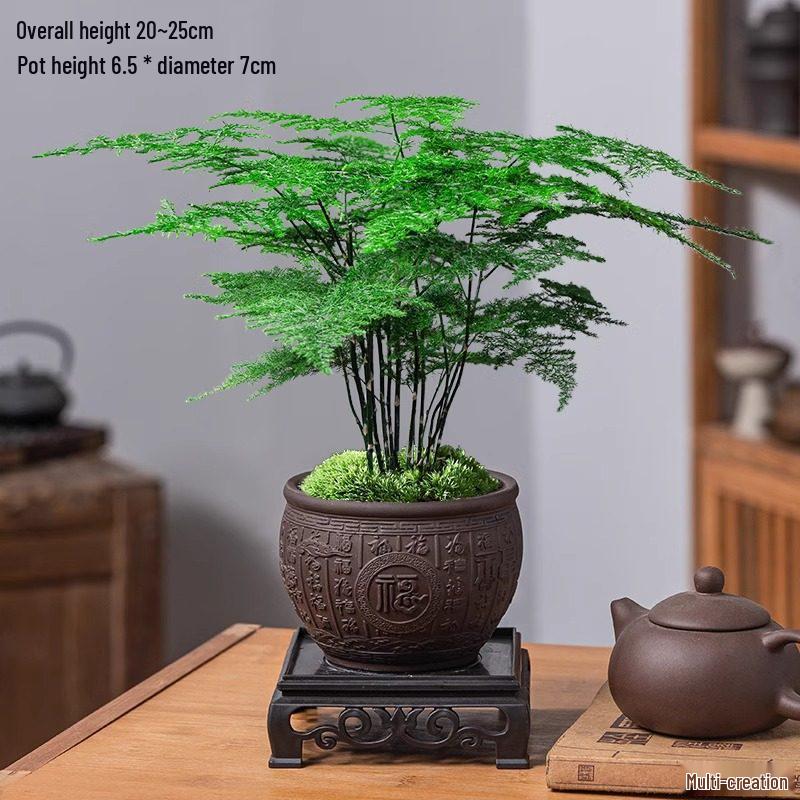 Asparagus Fern Indoor Bonsai: Easy-Care Evergreen for Home or Office Decor.