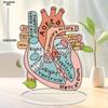 Anatomisch hartmodel, 2D-model van acryl voor anatomieonderwijs, decoratie voor de vier seizoenen, originele woondecoratie, perfect en duurzaam voor de slaapkamer.