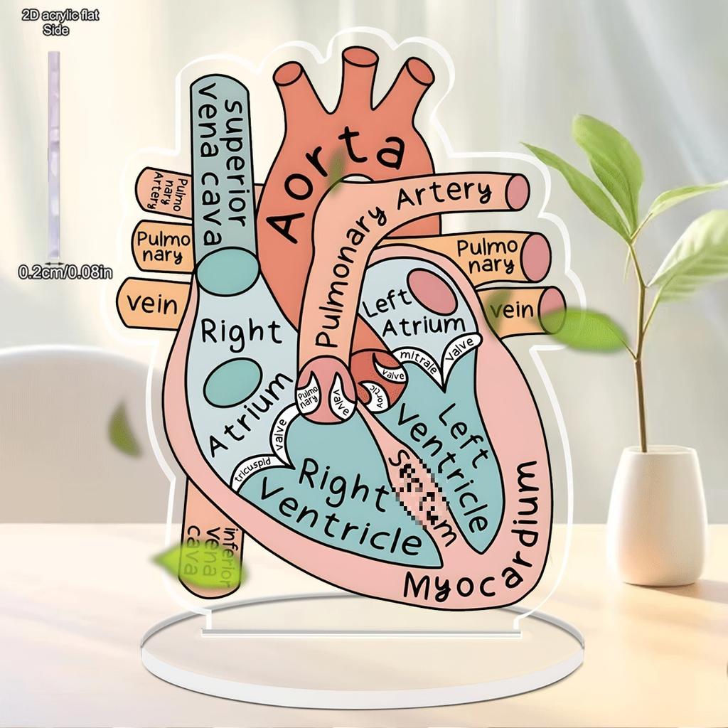 Anatomisch hartmodel, 2D-model van acryl voor anatomieonderwijs, decoratie voor de vier seizoenen, originele woondecoratie, perfect en duurzaam voor de slaapkamer.