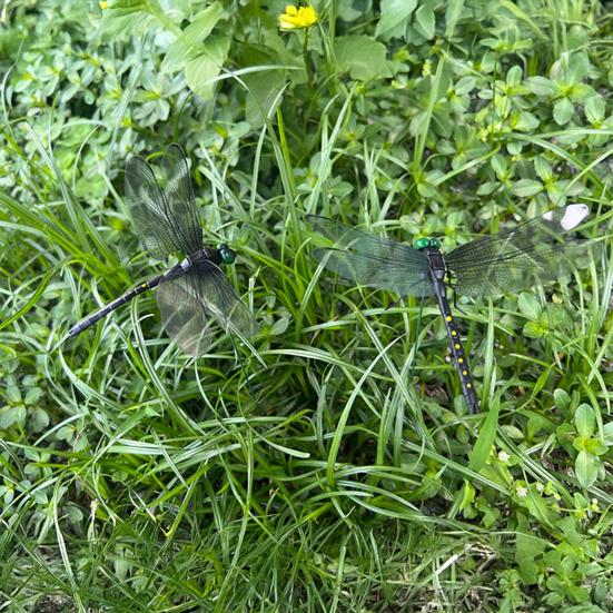 Zahradní zápichy vážky 3D Velké zápichy vážky Vložka do květináče Dekorace vážky s tyčkou pro vnitřní venkovní truhlík na okno balkon