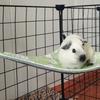 Breathable Hamster Triangle Hammock Skin-Friendly Pet Hammock Nest Guinea Pig Nest  Habitat