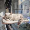 Cat Hammock Hanging Cat Bed Bearing Comfortable Cat Sunny Window Feline Naptime Seat Mount Kitten Climbing Frame Pet Product