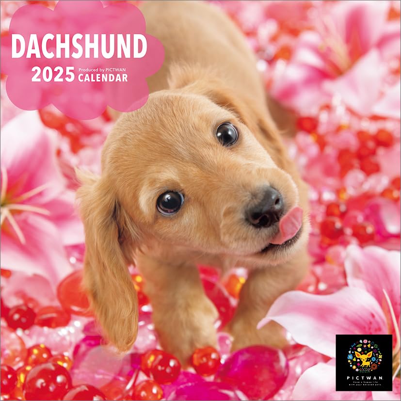 

PICTWAN [S version] Dachshund 2025 Calendar CL25-1236