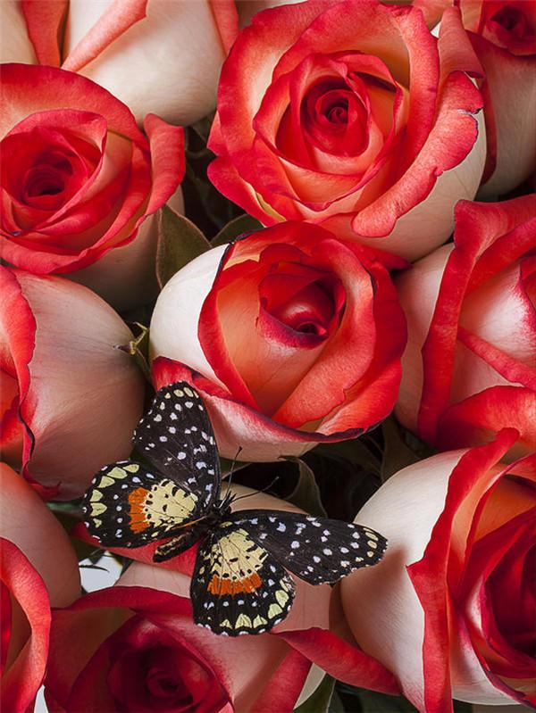 5D Diamond Painting Butterfly Cross Stitch Kit Full Drill Diamond Embroidery Flower Mosaic Daisy Rhinestone Handmade Gift